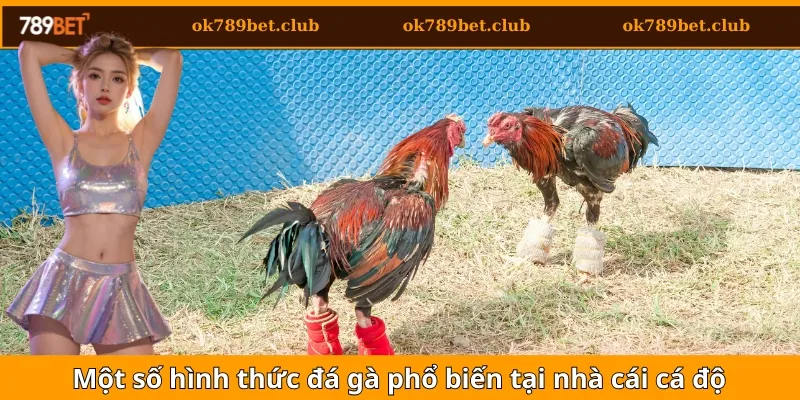 Đá Gà 3 Một số hình thức đá gà phổ biến tại nhà cái cá độ