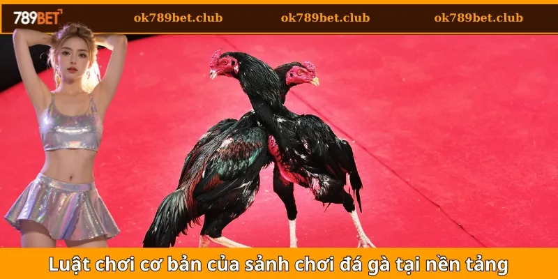 Đá Gà 2 Luật chơi cơ bản của sảnh chơi đá gà tại nền tảng